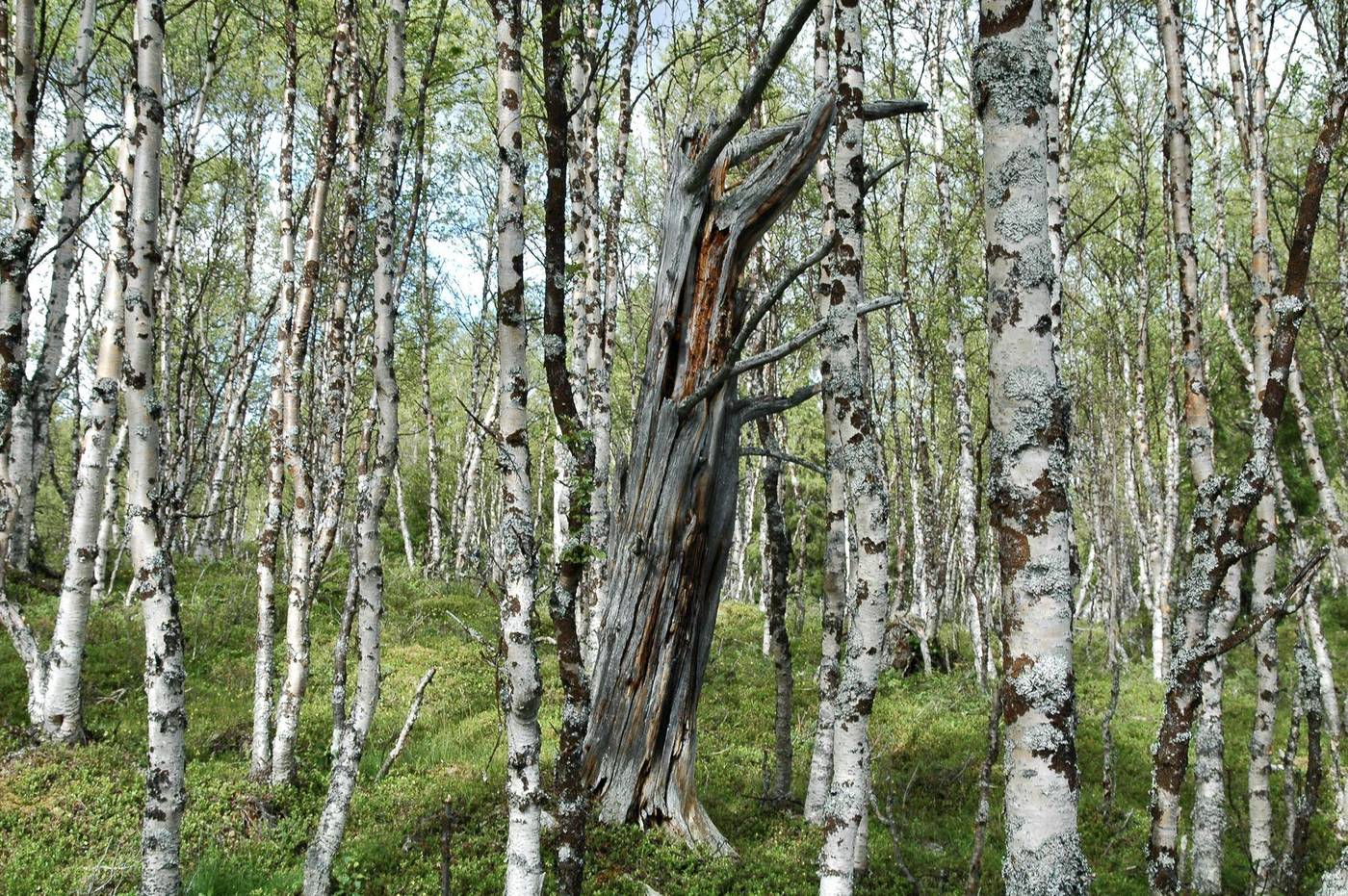 Björkskog i Vålådalens naturreservat, ljust lövverk och stigande sluttning.